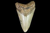 Fossil Megalodon Tooth - North Carolina #108899-1